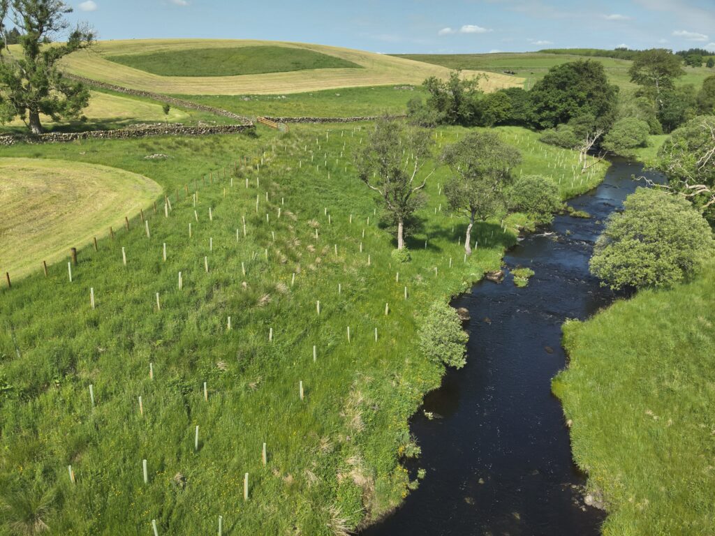 What Does Riparian Mean – And Why Does It Matter?